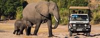 Elephants on African Safari in Namibia